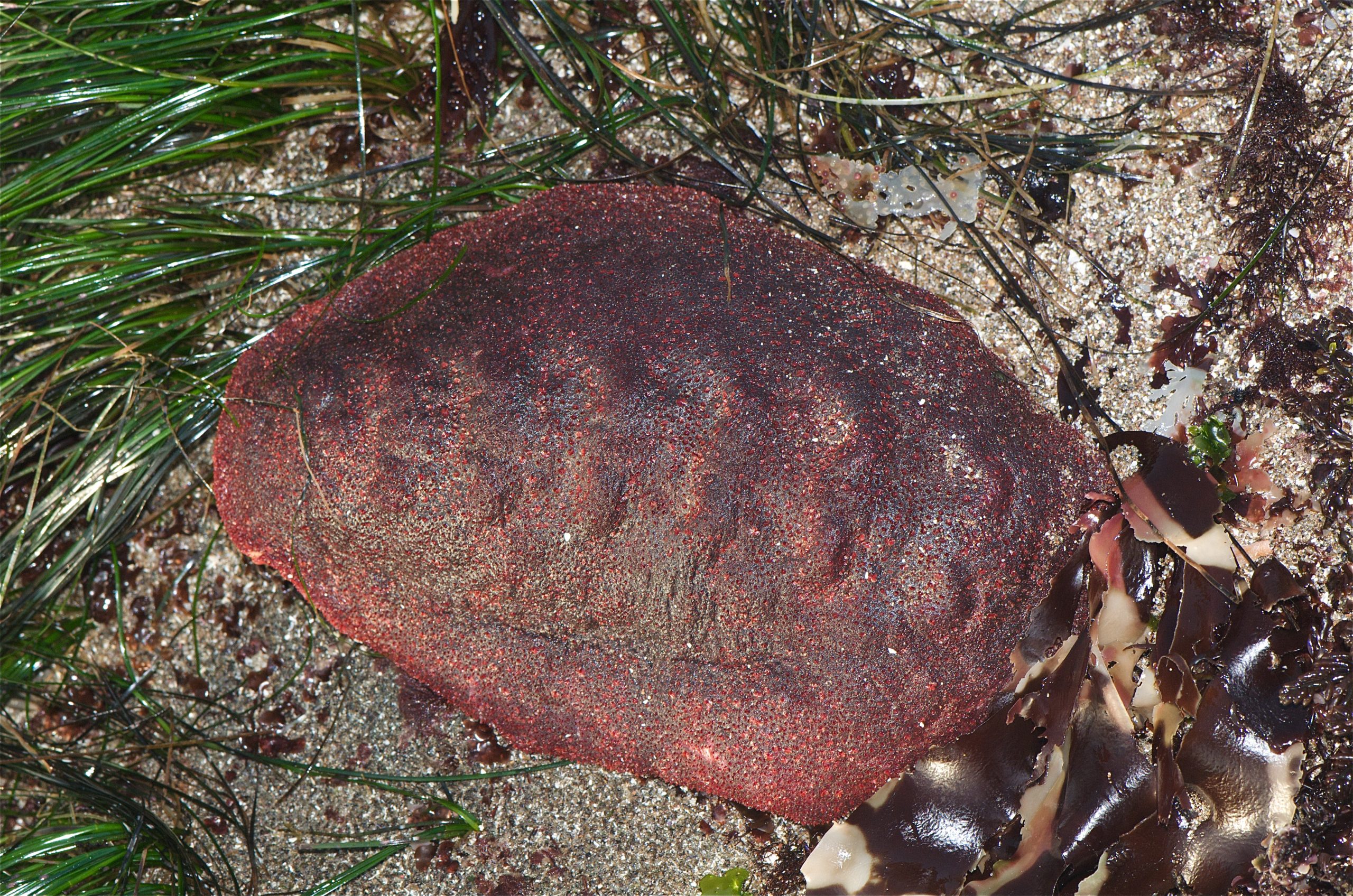 野生的“流浪肉卷”软体动物。照片来自Jerry Kirkhart。