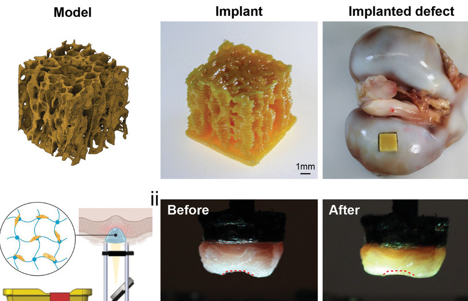 研究人员的3D打印植入物和原位生物打印标本。