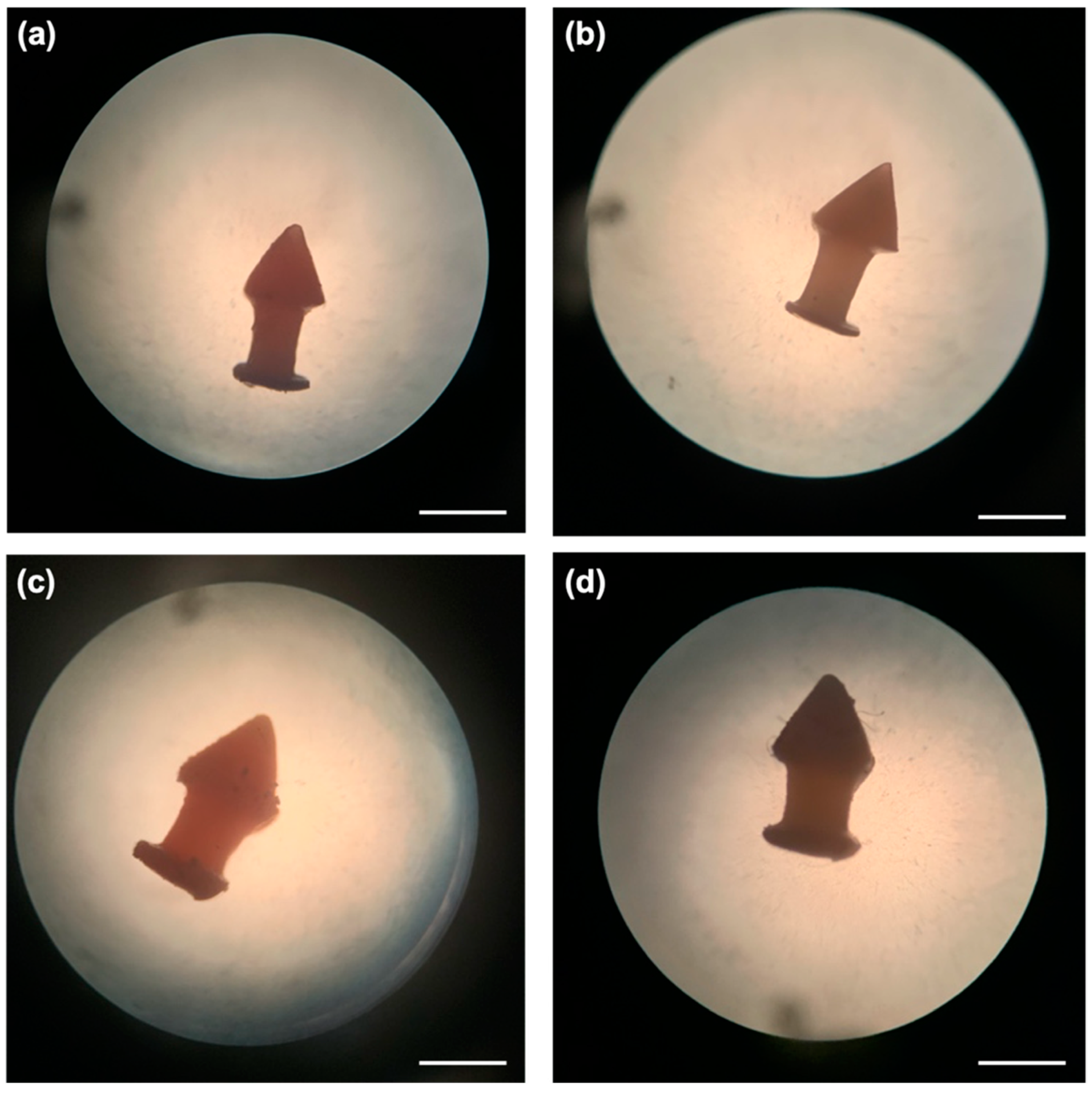 Light microscope images of the DLP 3D printed (a) D10, (b) D10PEG, (c) D20, and (d) D20PEG punctal plugs. Image via MDPI.