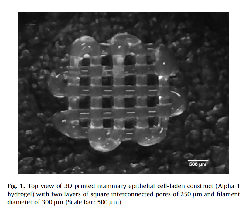 与乳腺上皮细胞系在一起的3D印刷肽水凝胶晶格。微观图像通过：Domingos等人。