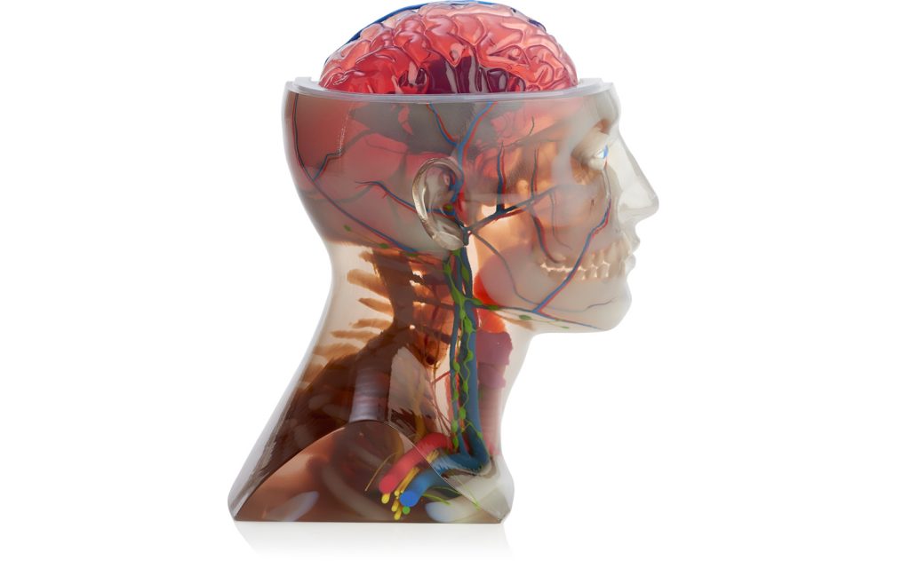 3D打印在Stratasys J750上的解剖头部模型。照片通过Stratasys公司