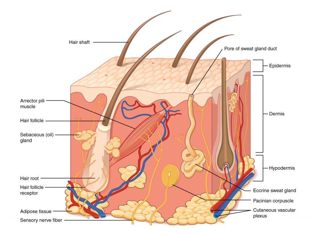 人体皮肤的结构。通过Philschatz的解剖学 - 在GitHub上的剖视图