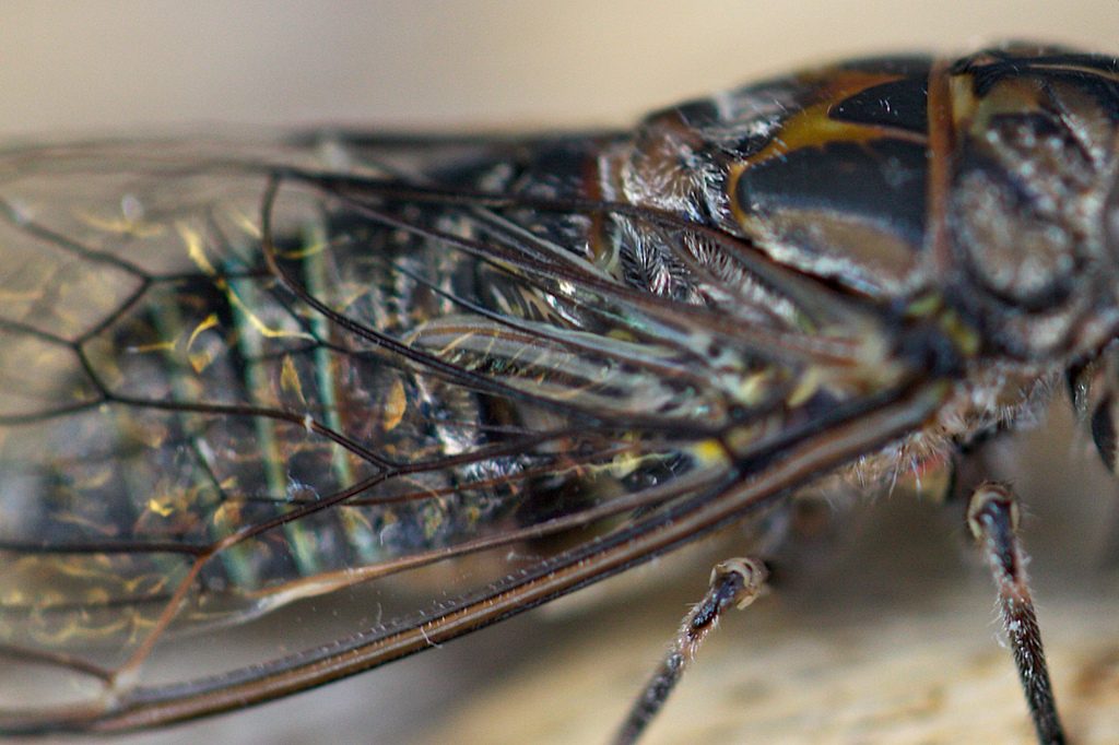 Cicada wings are incredibly effective at repelling water and other liquids. Photo by Julie Burgher