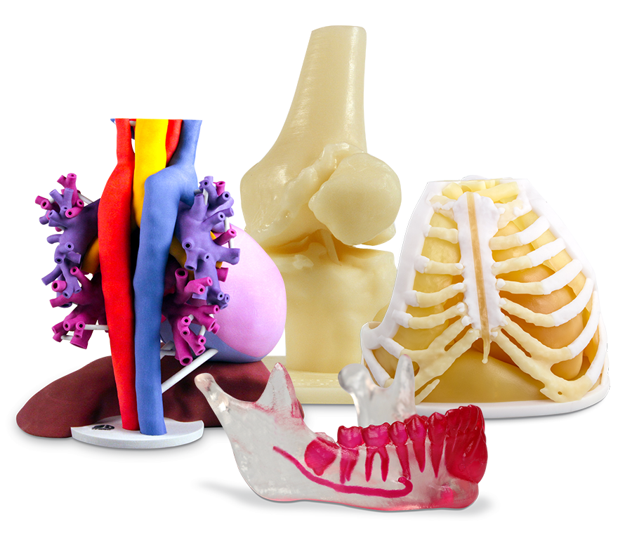 3D printed anatomical models. Photo via 3D Systems.