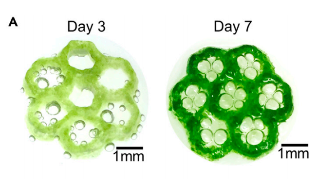 研究小组的六边形生物打印结构（如图）被证明能够在七天内维持92%的细胞。