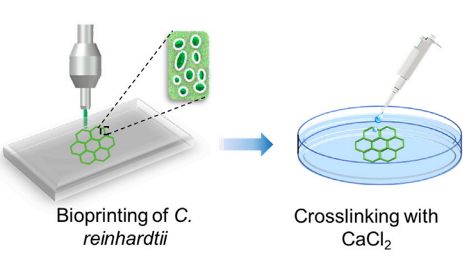 科学家们希望他们结合3D打印和交联的方法（如图所示）将成为增强细胞活力的组织支架的基础。图片通过物质杂志。