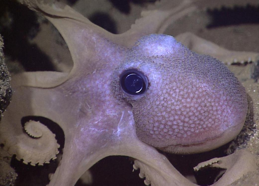 罗格斯队将其新颖的水凝胶基于在数种头足类动物中发现的变色细胞。通过NOAA Okeanos Explorer计划的照片。