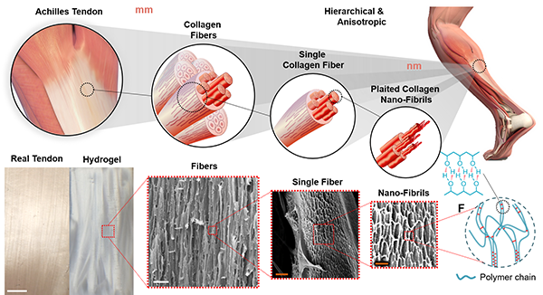 Diagram shows the artificial tendon material versus real tendons at different scales. Image via UCLA.