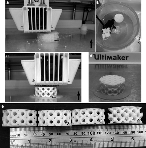使用Ultimaker FDM打印机和Ultimaker TPU丝打印标本。图片通过3D打印和添加剂制造/玛丽·安·利伯特（Ma雷电竞充值ry Ann Liebert）。