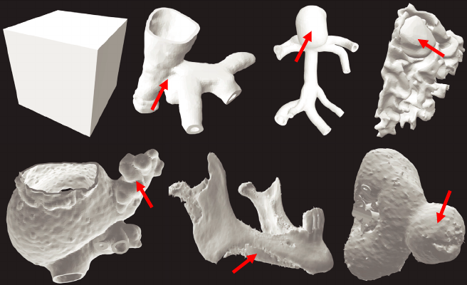 研究小组3D打印了7个不同的模型用于综合研究。图片来自辛辛那提大学。