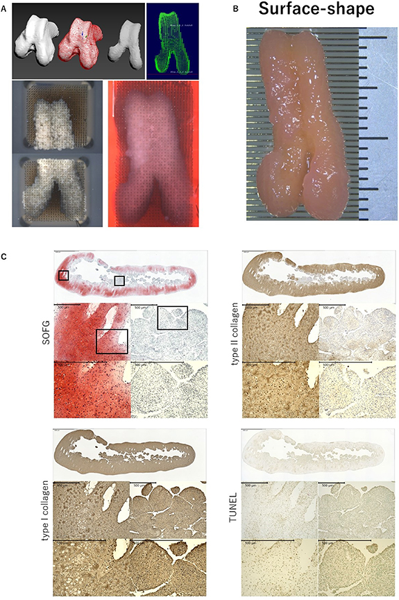 Bio-3D printer design data and images of the articular surface-shape construct. Image via Biofabrication.