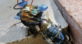 蟑螂穿着研究人员的3D印刷背包。通过Riken CEMS的照片。